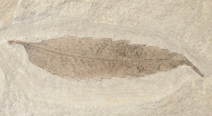Fossil Rhus (Sumac) Leaf - Green River Formation #16500